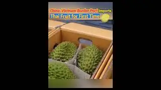 China Vietnam border port imports Thai fruit for first timen#china #thailand #fyp