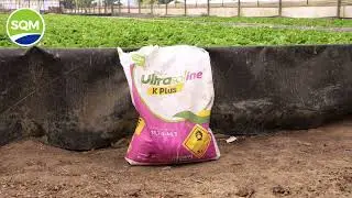 Ultrasoline K Plus Applied to Basil and Lettuce &ndash; with Azienda Agricola Cammelli