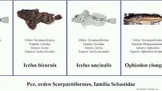 Pez, orden Scorpaeniformes, familia Sebastidae fish japonica japonicus elongatus pictus bicornis