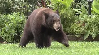 Bear Wanders Through Glendale Neighborhood