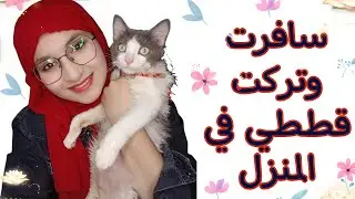 كيف أسافر وأترك قطتي في البيت بمفردها🐱 نصائح ومعلومات لتجنب المشاكل 😻💯