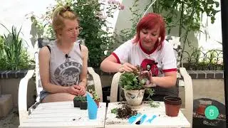 Simple Succulent Arrangements For Beginners | Easy Techniques & Careguide