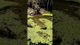🤯 HUGE Fish Found in Tiny Countryside Stream! 🎣 Unbelievable! #fishing #countryside