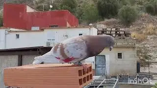 palomos deportivos ♥️..¡ Enséñame bien al palomar ! Cullera (valencia)