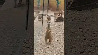 mysore zoo #mysore #zoo #real #animals #nature #love #lover #travel #life #enjoy #video #videos #db