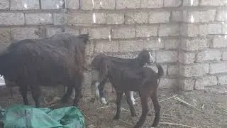 عرض شامي وخليط عند  اخوكم ابو فهد رقم التليفون للتواصل.. 01159896512