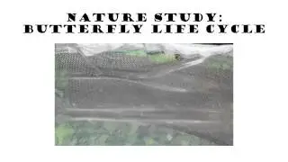 Nature Study: Chrysalis Formation