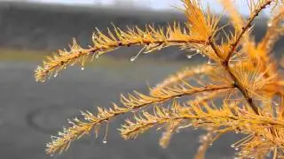 Der goldene Weihnachtsbaum auf der Bergehalde Lydia an einem grauen Dezembertag