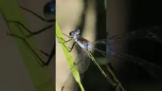 Spread-winged damselfly #nature #insects #naturelovers #wildlife #odonata #damselfly