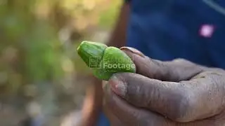 Semecarpus anacardium - Marking Nut Tree - Tropical Plants  - 01/11/2026
