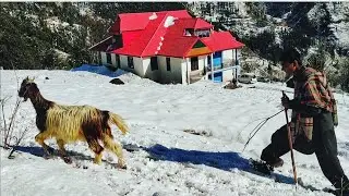 🌻Full HD Video of Superhit Gojri geet 🎶Kaga🎶 by FAREED SHAHEEN ☔