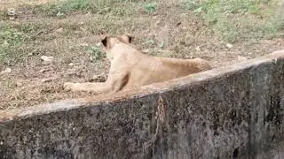 Lion prank in pablic! Realistic singho attack prank #Short video