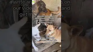 Let's come  together and help all the rescue dogs we have at the shelter #rescuedogs#rescuedogs