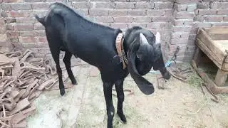 beetal bakray I.A 2024