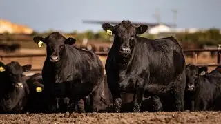 Process Verified Programs with Allflex EID | Power Genetics
