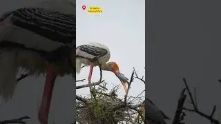 When a bird lost his food  at keoladev national park #birds #birdphotography  #viralshorts