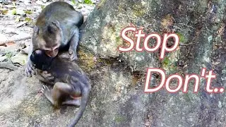 Opp! Don't..Don't, Mom Help Me Now! Tobias Monkey Without Another to Play with, Play this Monkey,bad