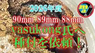 【オオクワガタ：能勢YG血統】yasukong氏に90mm､89mm､88mmの種付を依頼！ 脳みそバグってコスト度外視&hellip;そして♀3頭を発送してきた！ 2026年度ブリード準備を開始！
