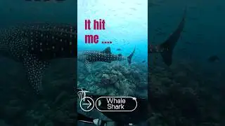 What Happens When You Meet A Whale Shark?