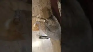 Страшный жук #ghost #cat #cute #kitten #funny