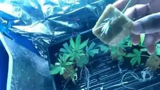 The Grow 420 Diaries - Clone Update (CRAZY ROOTS!)