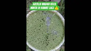 Azolla Wadah Kecil Minta Di Rawat👍