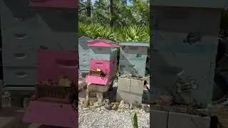 Hive Orientation flight #beekeeping #bees ##nature #love just added the second deep on Ohio hive