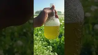 desi wine #blackgold #music #trending