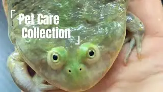 養寵小合集Pet Care Collection#reptiles #animals 