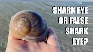 How to tell the difference between a false shark eye and a real shark eye