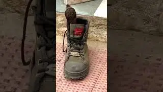 Cobra in a Shoe : Snake Awareness Tips #shorts #awareness