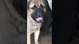 Drool-Worthy Charm: Navigating Life with a Bullmastiff's Signature Slobber 🐾💦