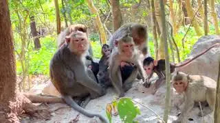 Monkey Magic Unlocking the Secrets of Baby Growth1