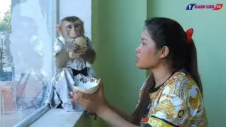 Cute Madam Luna Eating Coconut Fruit
