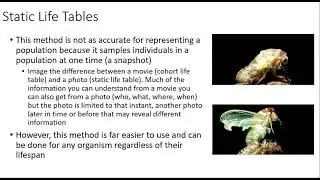 Ecology lab 2 life tables