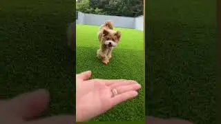 Cute puppy funny moments &hearts;️💕 ll#dog #love  #shorts#jui