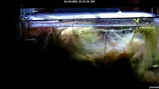 Planted Tank Live Stream