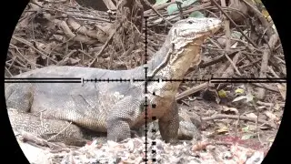 HADANG BIAWAK TEPAT DI JALUR UTAMA PASTI PANEN