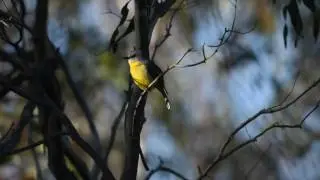 Eastern yellow robin calling