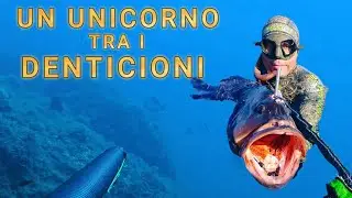 PESCA SUB: Un unicorno tra i denticioni