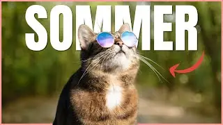 Mache DAS im Sommer, um deine Katze abzuk&uuml;hlen! 🔥