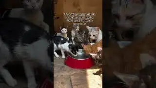 POV; Your engagement provides an everyday Save meal for these poor cats