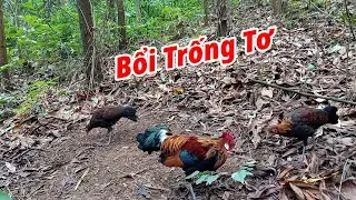 Bẫy Gà Rừng Miền Bắc Đầu Mùa 2021 | Hoàng Thắng