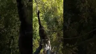 “FatCat” a 25lb #cat #stuck in a #tree for 5 days