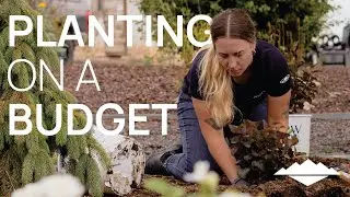 Planting On A Budget | Getting Started With Landscaping | Affordable Plants, Gardening Tips & Tricks