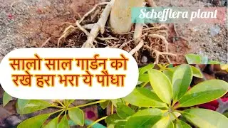 How to care #schefflera plant (all #Gardener favourite plant)#bonsaitips #fertilizer