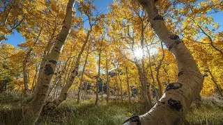 Chasing Peak Fall Colors: The Golden Aspen Forest 🌲✨