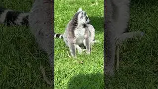 Ringtailed -Lemurs-