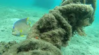 Making friends with Queen Angelfish.