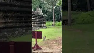 #angkorwat #monkey